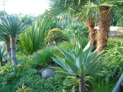 Tahapa garden