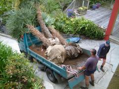 Truckfull of plants